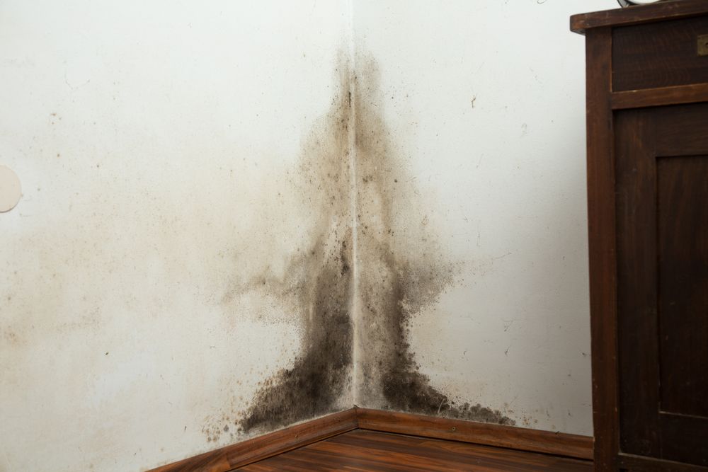 How to Prevent Basement Mold