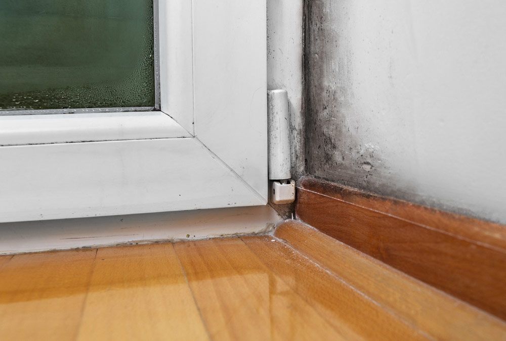 5 steps to follow when searching for mould